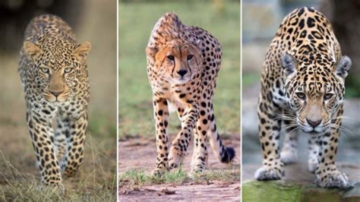 Baby jaguar - How To Discuss