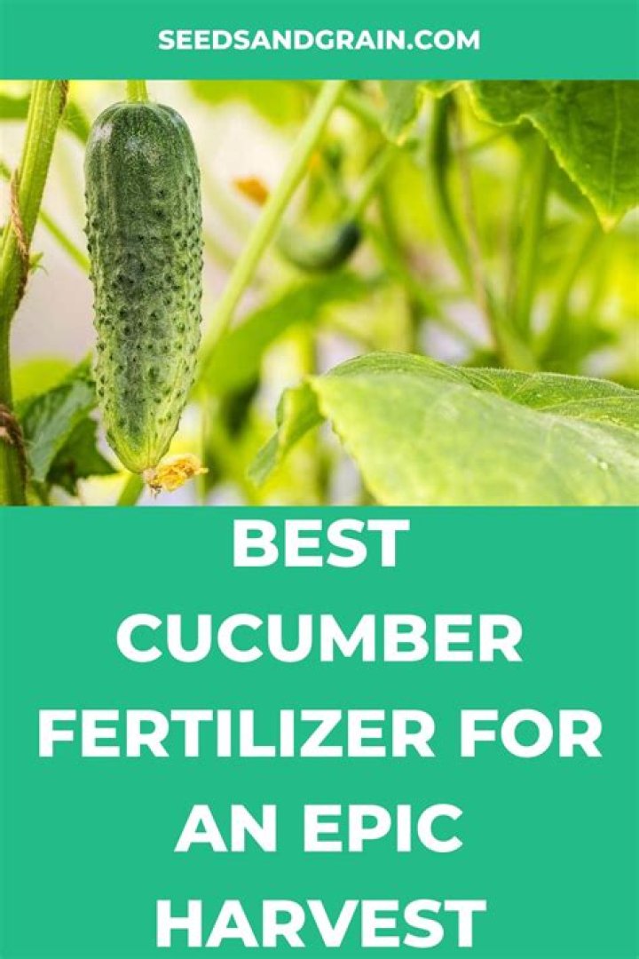 Cucumber fertilizer - How To Discuss