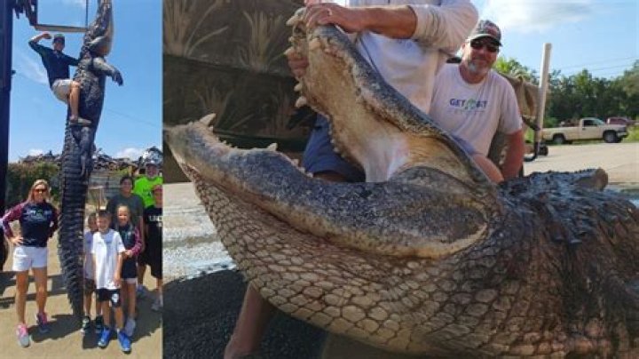 Question: What Is The Largest Alligator Ever Caught In Florida