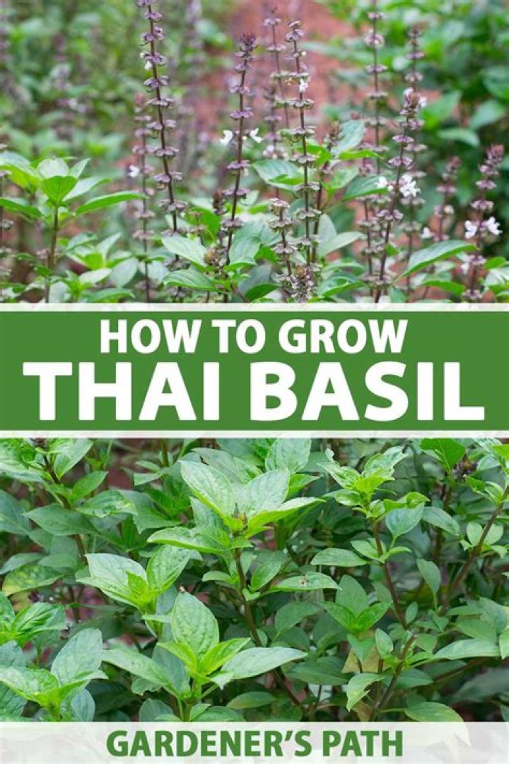 Thai basil plant - How To Discuss