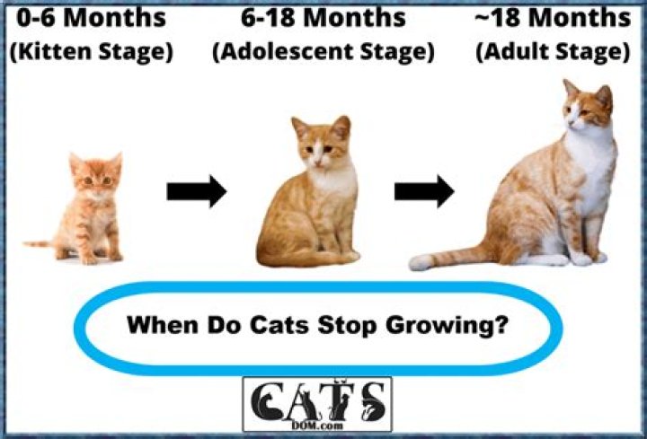 When Do Cats Stop Growing?